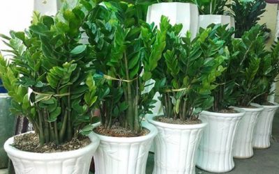 10 Loại cây phong thủy giúp gia chủ hút tài lộc năm 2024