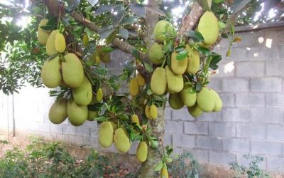 Các loại cây không nên trồng trước nhà kẻo ”XUI XẺO”