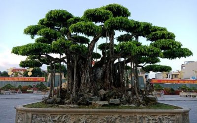 BẬT MÍ: Có nên trồng cây sanh trước nhà không?