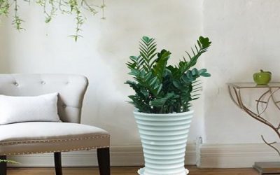 Cây Kim Tiền nên đặt ở đâu để Hút Tài Lộc, May Mắn, Bình An