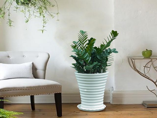 Cây Kim Tiền nên đặt ở đâu để Hút Tài Lộc, May Mắn, Bình An