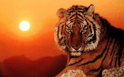 Giải mã băn khoăn tại sao tuổi dần không được phụ dọn nhà?