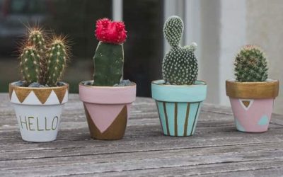 Nên đặt cây xương rồng ở đâu để đẹp và hợp phong thủy nhất?