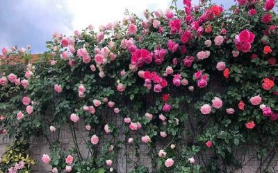 TOP 14 loại cây nên trồng trước cửa nhà hợp phong thủy 2024