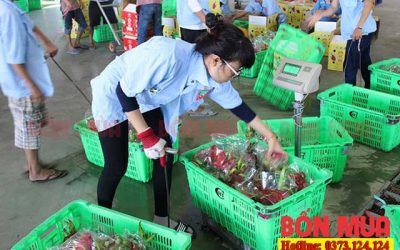 Cách bảo quản và vận chuyển trái cây đi xa luôn Tươi Ngon