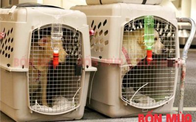 Cách vận chuyển chó, mèo đi xa an toàn nhất hiện nay